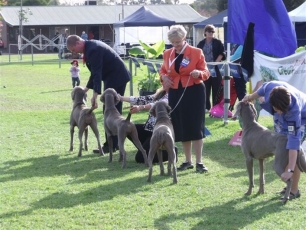 3rd Place Open Bitch Weimaraner National in Adelaide